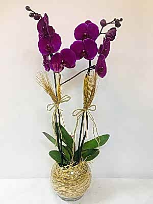 Ankara �ankaya Orkide Siparisi