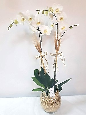 Ankara Orkide Siparisi