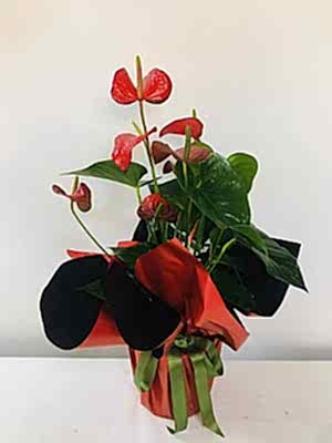 Antoryum Saksi �i�egi