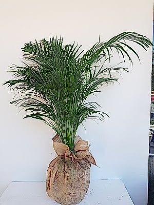 Areka  Saksi  �i�egi