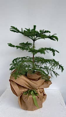 Arokarya  �am Agaci