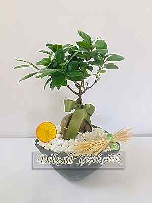 Bonsai Agaci