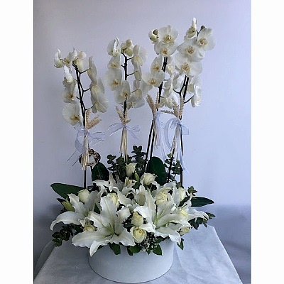 Orkide Kazablanka G�l Aranjman