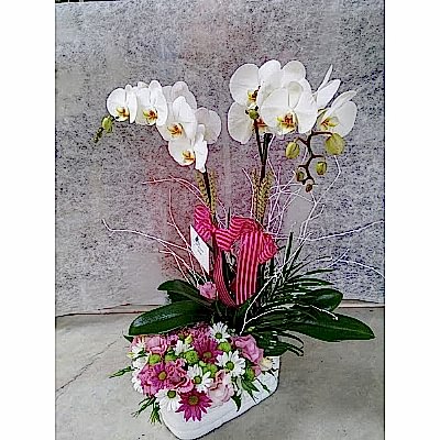 Beyaz Orkide K�r �i�ek Aranjman