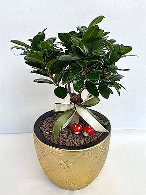 Bonsai  Bitkisi