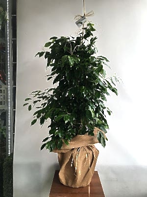 B�y�k Benjamin �i�e�i