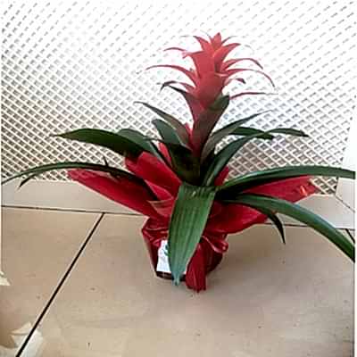 Guzmania  Saksi  �i�ek