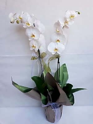 Ikili  Beyaz  Orkide