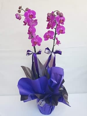 Ikili  Mor  Orkide