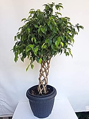 Kafes  �rg�l�  Benjamin