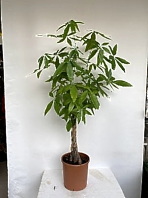 Pachira  Saksi �i�egi