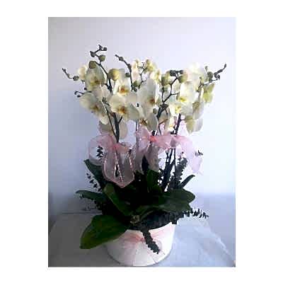 Seramikte 6 Dal Beyaz Orkide