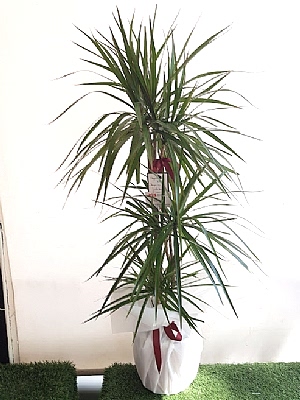 ��l�  Dracena  Marginata