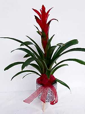 Vazoda Guzmania �i�e�i