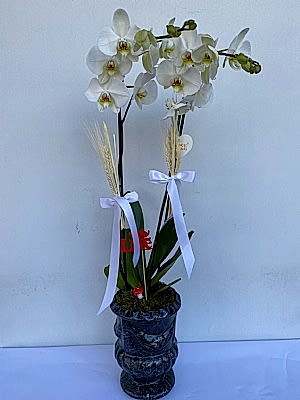 Vazoda Ikili Beyaz Orkide
