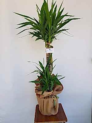 Yuka  Saks� �i�ek